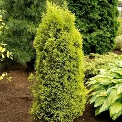 Можжевельник ГОЛД КОН обыкновенный в Лиде