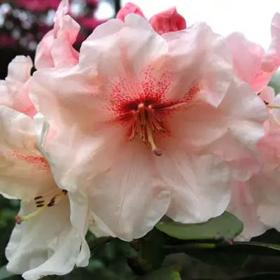 Рододендрон ХАНЯ	 в Лиде