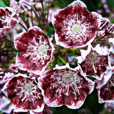 Кальмия БЛЕК ЛЕЙБЛ  в Лиде