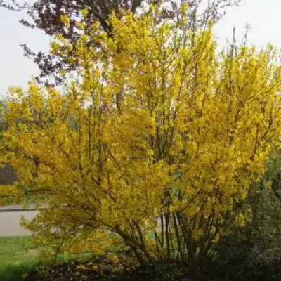 Форзиция КАМСОН промежуточная в Лиде