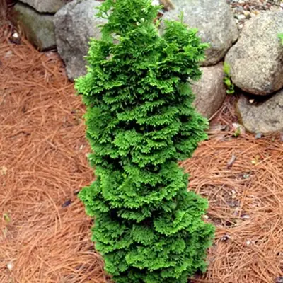 Туя СПИРАЛИС МИНИ западная в Лиде