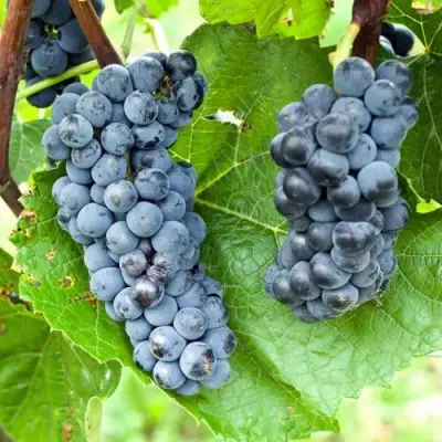 Виноград ВЭЛИАНТ в Лиде