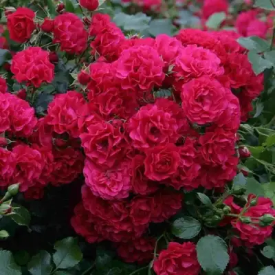 Роза РАДОСТЬ САДОВНИКА (ГАРТЕН ФРОЙДЕ) почвопокровная в Лиде