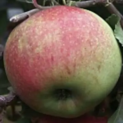 Яблоня СОКОЛОВСКОЕ стелющаяся в Лиде