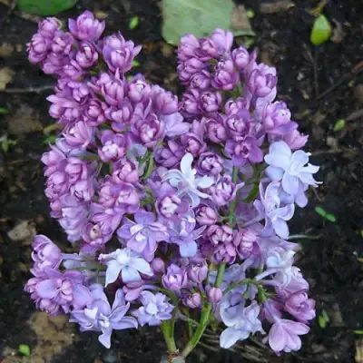 Сирень НАДЕЖДА в Лиде