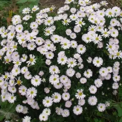 Астра ВАЙС многолетняя в Лиде