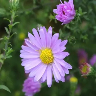 Астра СТРОУБЕРРИ ЭНД КРИМ новобельгийская в Лиде