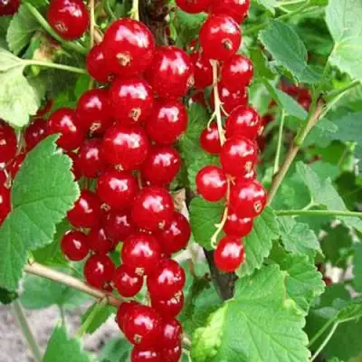Смородина красная ФЕРТОДИ в Лиде