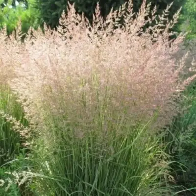 Вейник ОВЕРДАМ остроцветковый в Лиде