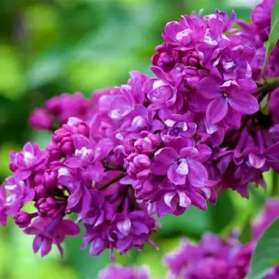 Сирень ОГНИ ДОНБАССА в Лиде