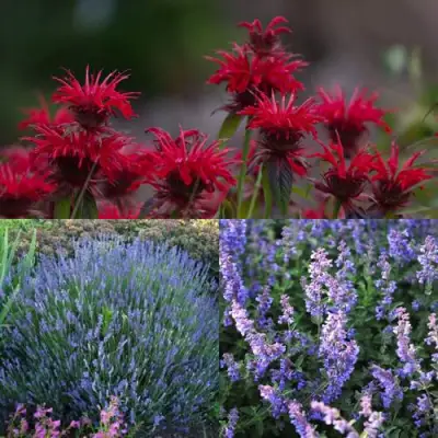 Комплект АРОМАТНЫЙ ЧАЙ в Лиде