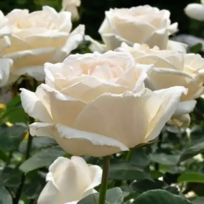 Роза БОИНГ чайно-гибридная в Лиде