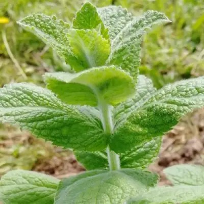 Мята яблочная в Лиде