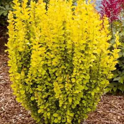 Барбарис ГОЛДЕН ТОРЧ тунберга в Лиде