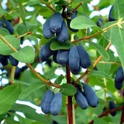 Жимолость съедобная АМФОРА в Лиде