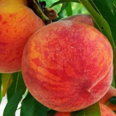 Персик ЗОЛОТОЙ ЮБИЛЕЙ в Лиде