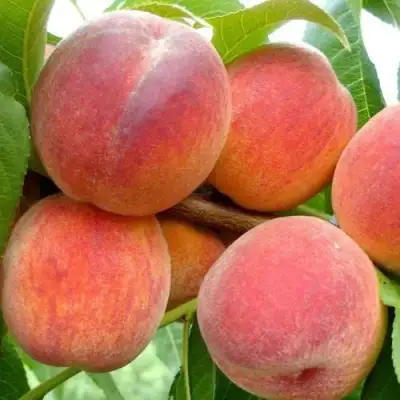 Персик ВАЙН ГОЛД Т3 в Лиде