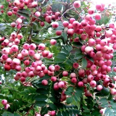 Рябина COREAL сладкоплодная  в Лиде