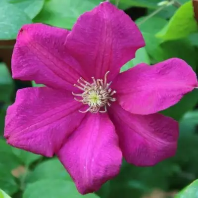 Клематис ЭРНЕСТ МАРКХАМ в Лиде