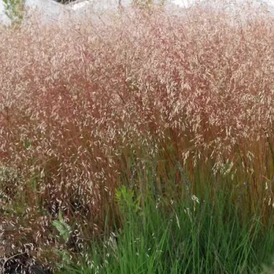 Щучка извилистая в Лиде