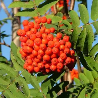 Рябина САХАРНАЯ ПЕТРОВА сладкоплодная в Лиде