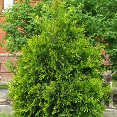 Туя АНЯ (АНИЕ) западная в Лиде