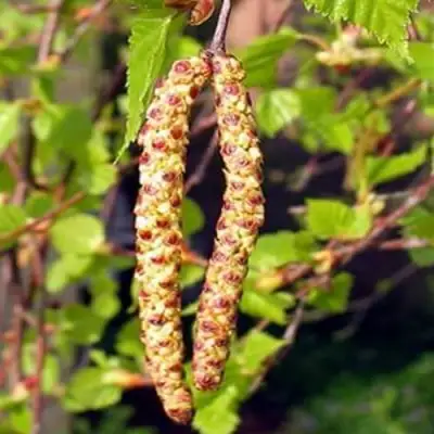 Береза бородавчатая в Лиде