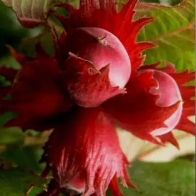 Фундук БАГРЯНЕЦ в Лиде