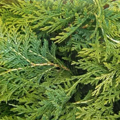 Кипарисовик ЭЛВУДИ ЭМПАЙР лавсона в Лиде