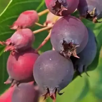 Ирга MANDAN в Лиде