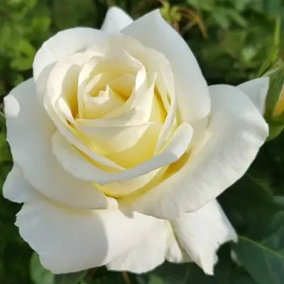 Роза МОНДИАЛЬ чайно-гибридная в Лиде