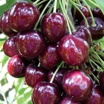 Черешня СИЛЬВИЯ колоновидная в Лиде