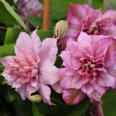 Клематис ИННОСЕНТ ГЛАНС в Лиде