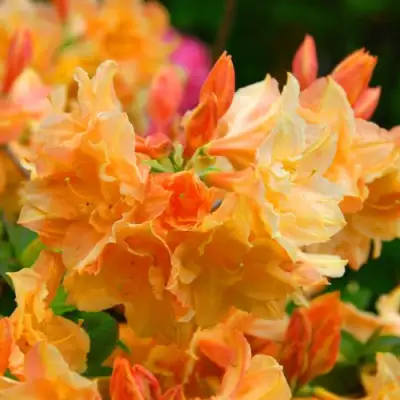 Азалия ЧАРДАШ листопадная в Лиде