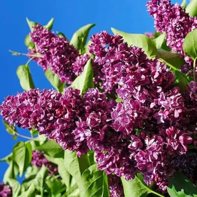 Сирень ЧАРЛЬЗ ДЖОЛИ в Лиде