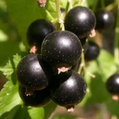 Смородина чёрная БИНАР в Лиде