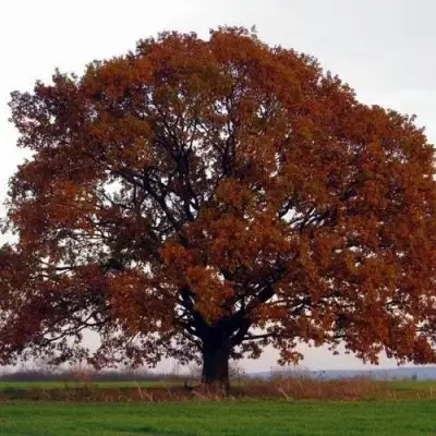 Дуб скальный в Лиде