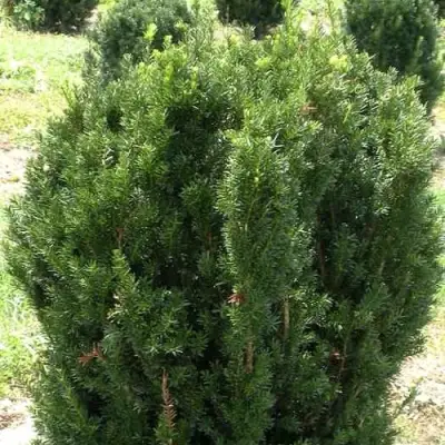 Тис ХИКСИ средний в Лиде