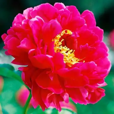 Пион ХРАБРЫЙ ВОИН травянистый в Лиде