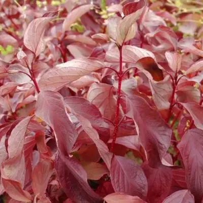 Дерен КРАСНЫЙ в Лиде