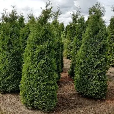 Туя ХОЛМСТРУП западная в Лиде