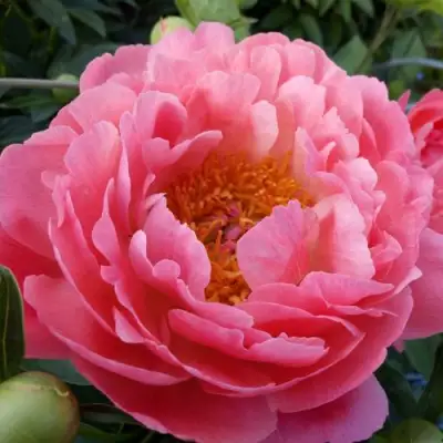 Пион КОРАЛ САНСЕТ травянистый в Лиде