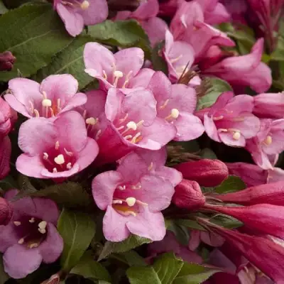 Вейгела ФЛОРИДА в Лиде