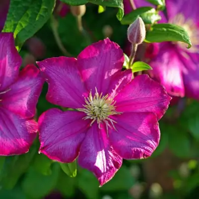 Клематис КАРМЕНСИТА в Лиде