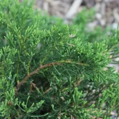 Можжевельник РОКЕРИ ДЖЕМ казацкий  в Лиде