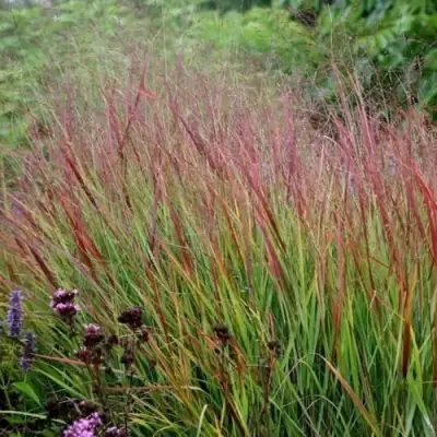 Просо РЕБРАУН прутьевидное в Лиде