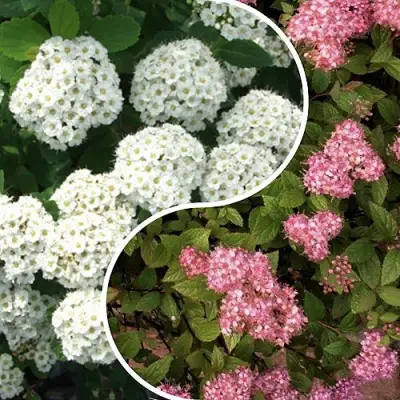 Комплект ТАЛАНТЛИВЫЙ САДОВОД в Лиде