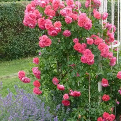 Роза РОЗАРИУМ ЮТЕРСОН плетистая в Лиде