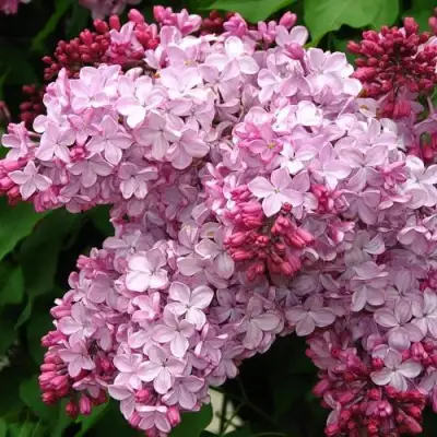 Сирень ЭСТЕР СТЕЙЛИ в Лиде