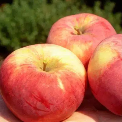 Яблоня ОРЛОВИМ в Лиде